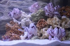 Fish Tank Rock Natural