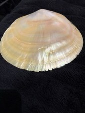 Polished COMPLETE Mother of