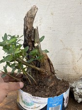 Olive Bonsai