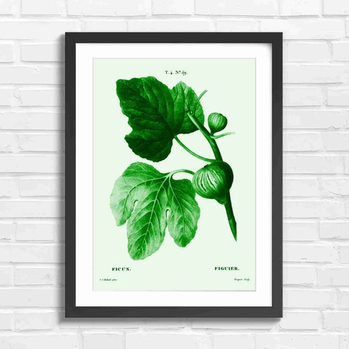 Vintage ficus botanical fig - botanical,