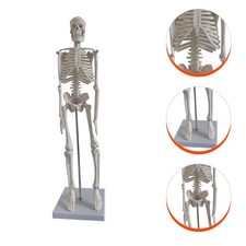  Human Skeleton Model Educational Modele Anatomique Modèles D'anatomie
