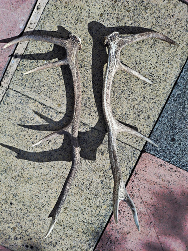 Pair red deer antlers - deer,