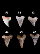 Palaeocarcharodon Shark Tooth Fossil | Extinct Serrated Shark | 100% Authentic