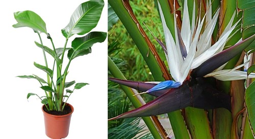 White bird paradise 10 - paradise,