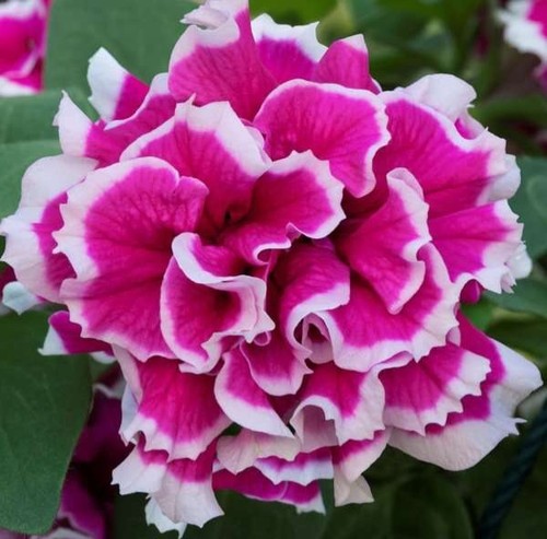 Hanging basket petunia - hanging,