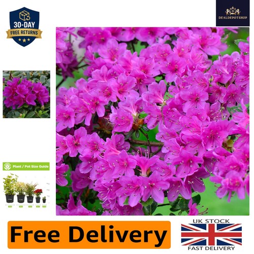 Vibrant japanese azalea - vibrant,