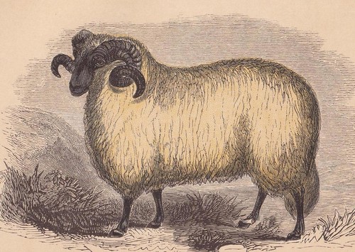 1851 norfolk horn - 1851,