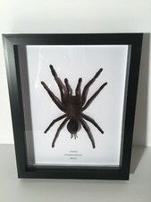 Extra Large Tarantula