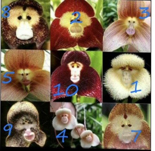 Monkey face orchids - face,