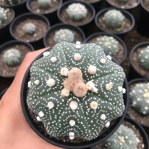 8cm succulent cactus plant - cactus,