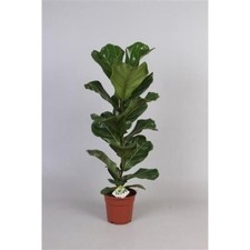 Ficus lyrata house plant in 17cm pot around 60cm tall. Fiddle leaf fig
