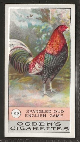 Ogdens fowls pigeons dogs - ogdens-fowls, &