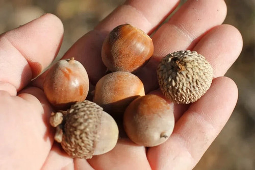 Swamp white acorns quercus - swamp,