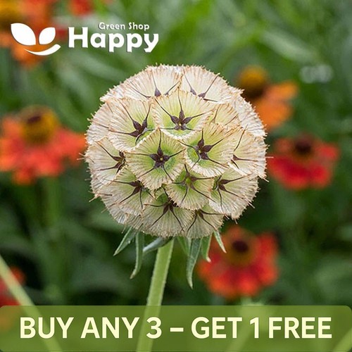 Starflower pincushions - starflower,