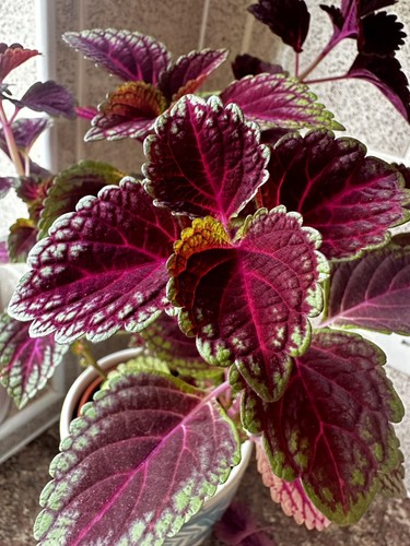 Rooted coleus house - coleus,