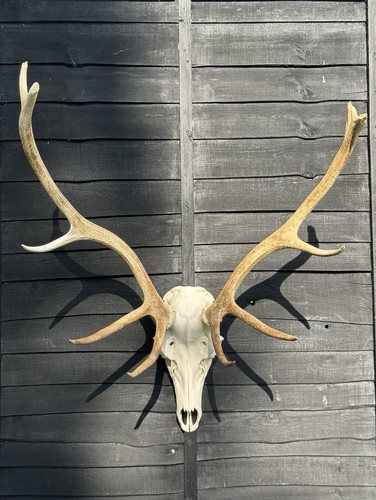 Real red deer - real, skull