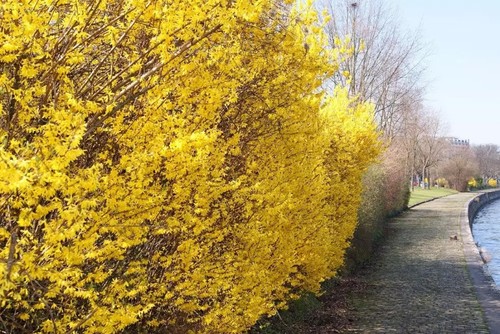 Forsythia goldzauber - forsythia, ´goldzauber´
