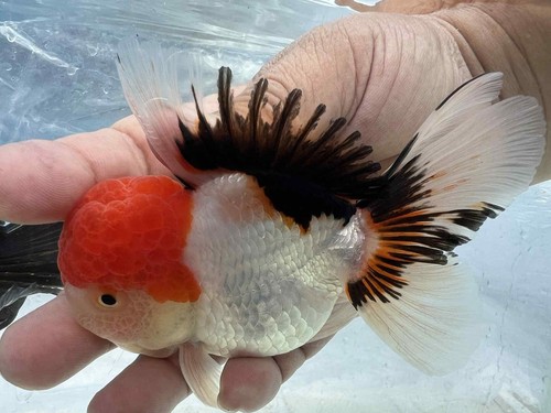 Tricolor oranda thailand - oranda,,