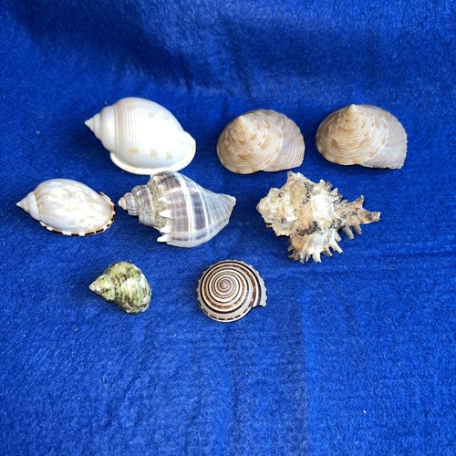 Sea snail shells melongena - x,