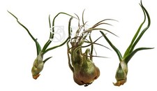 Air Plants - TWIST & CURL PACK