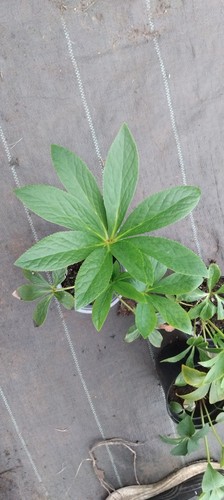 White helleborus perennials - white,