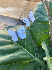 Brand new design -Cabbage