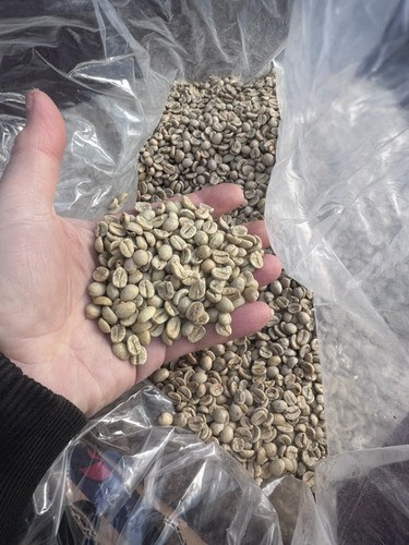 Green coffee beans robusta - coffee,