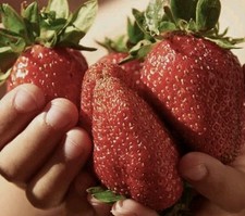 100 Giant Strawberry Seeds