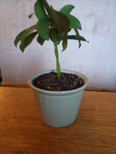 Umbrella plant stem braid - plant, 3