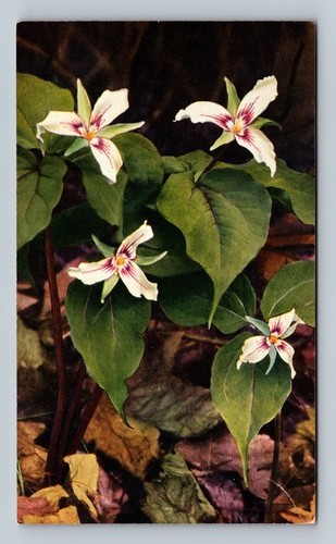 Trillium undulatum painted - undulatum,