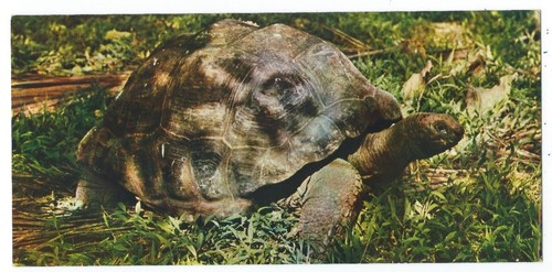Seychelles aldabra world - -,