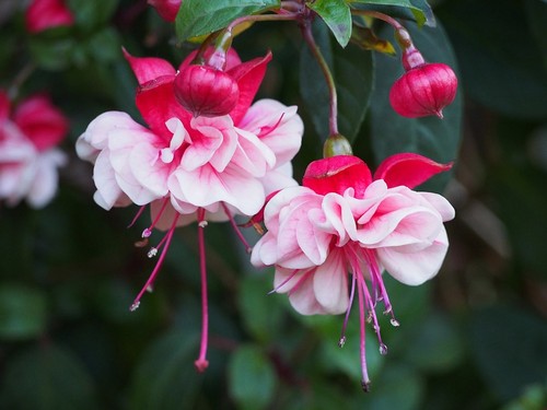 Hardy trailing fuchsia - hardy, raf