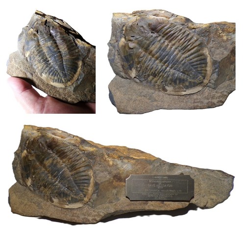 British ordovician trilobite - ordovician,