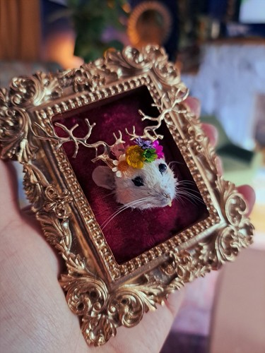 Mouse taxidermy framed - framed, whimsy