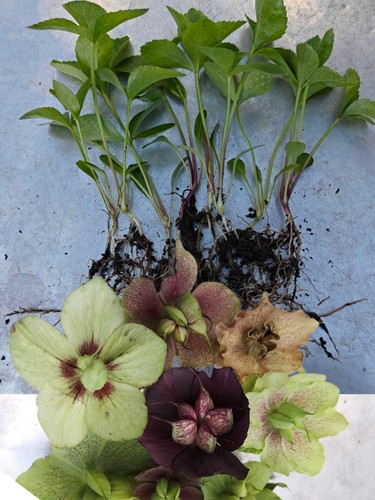 Hellebore seedlings - hellebore,