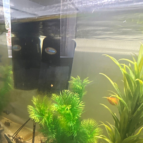 Platy fry fish