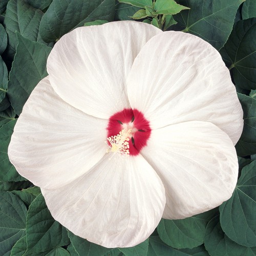 Hibiscus plant nippon - hibiscus,
