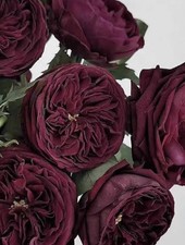   FLORIBUNDA  ROSE   ROYAL PALACE BARE ROOT GARDEN ROSE,PERNNIAL PLANTS 