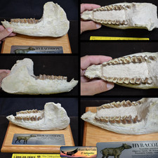 Rare Hyracodon Fossil Jaw on