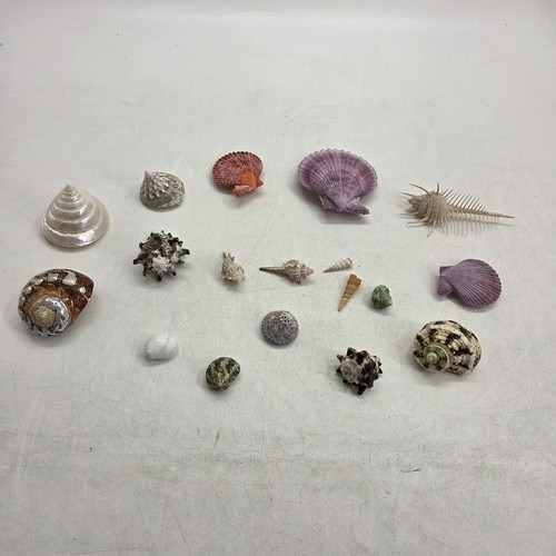 Large sea shell - shell, collection