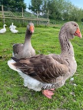 Giant, exhibition-quality