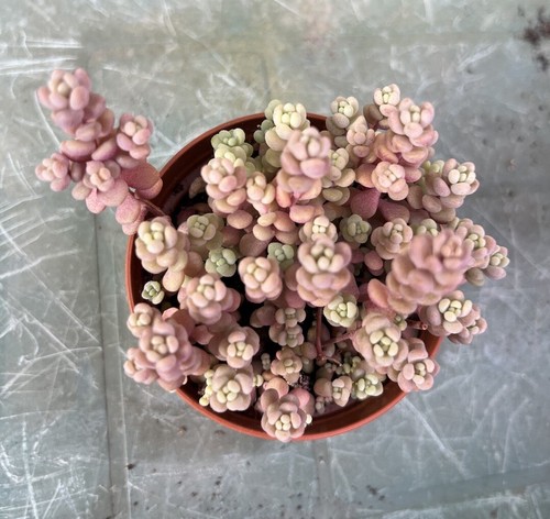 50x sedum dasyphyllum lilac - 50x,