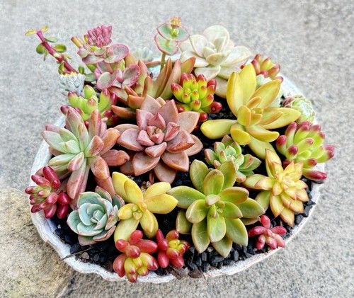 Beautiful colorful healthy - 10, beautiful,