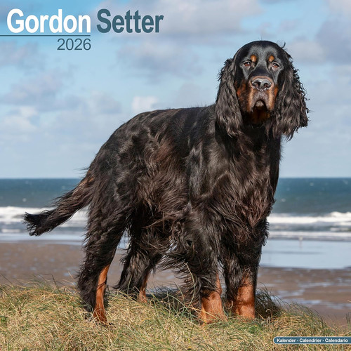 Gordon setter 2026 - 2026, calendar