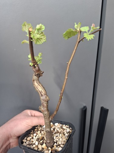 Silver birch bonsai starter - silver,