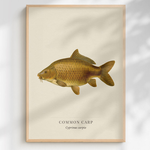 Common carp print cyprinus - common,