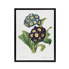 Floral Primula Auricula