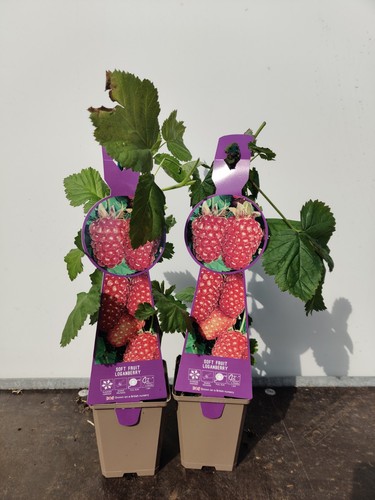 Soft fruit loganberry - soft,