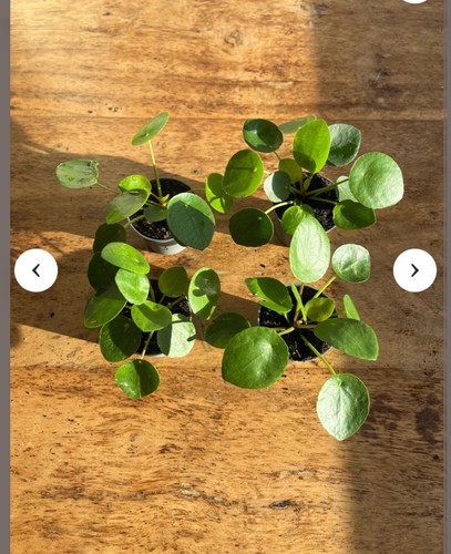 Pilea peperomiodes chinese - pilea,