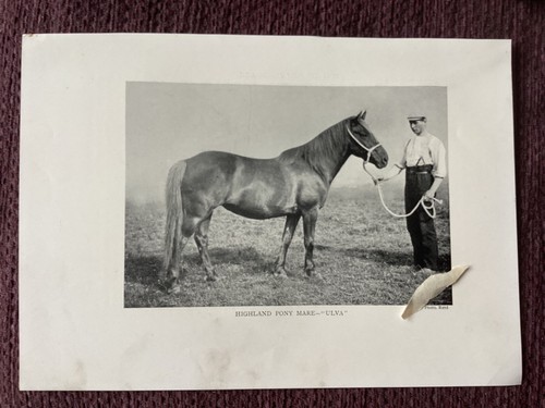 Horse highland pony - pony, mare